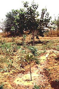 BaumPflanzung